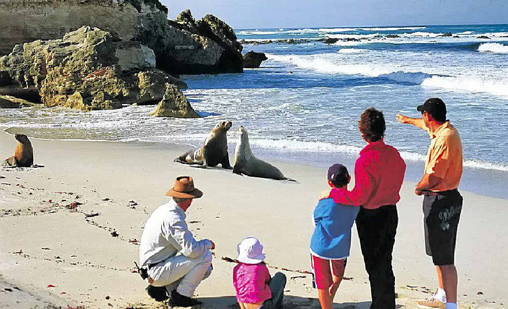 Kangaroo Island's seals and spectacular scenery. Kangaroo Island's seals and spectacular scenery.