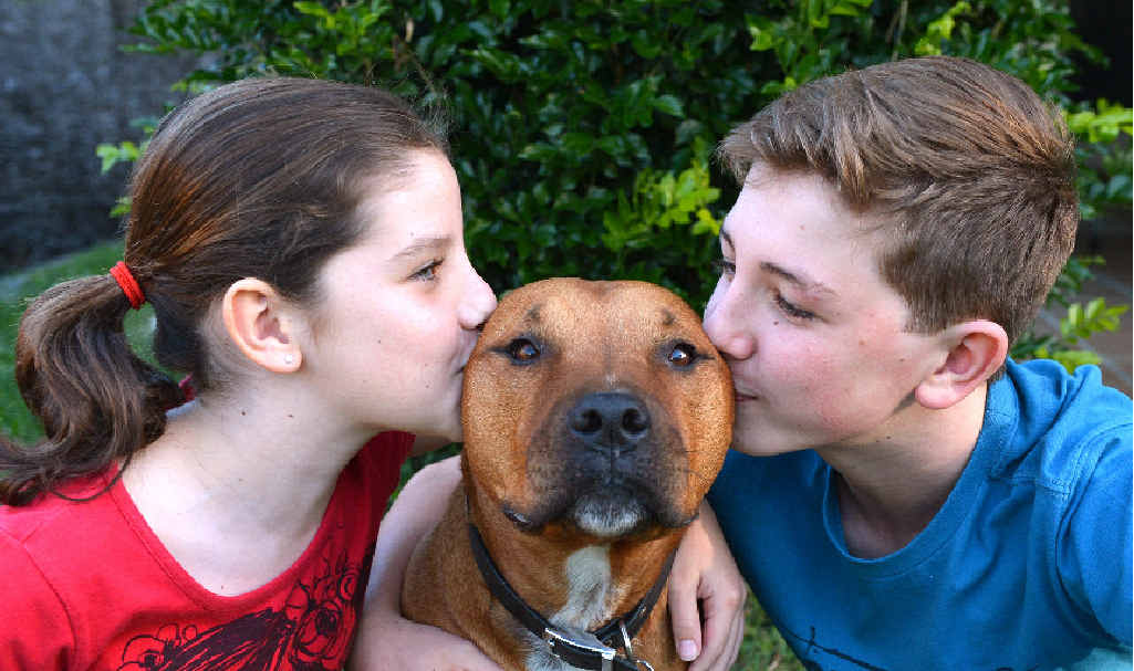 Melanie and Benjamin Weston with their dog Dudley, a staffy/boxer cross, who survived a snake bite. Melanie and Benjamin Weston with their dog Dudley, a staffy/boxer cross, who survived a snake bite.