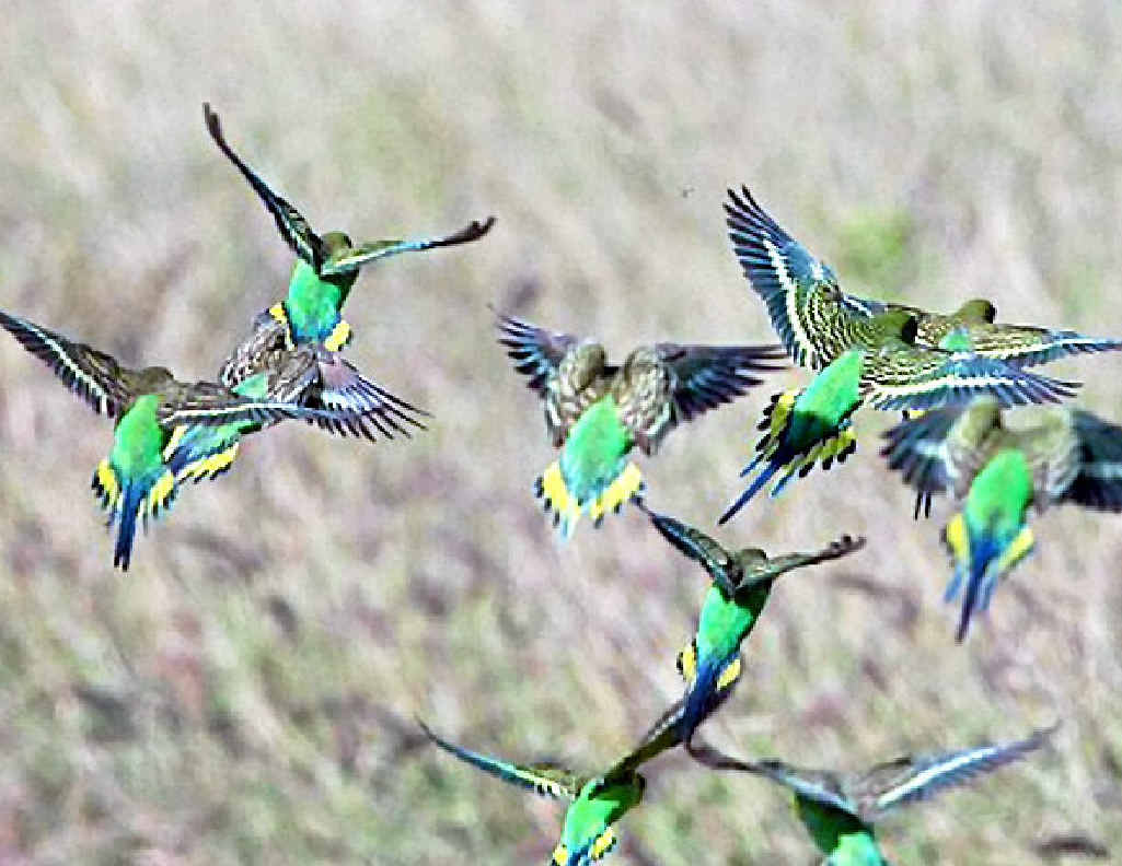 Budgerigars, which are normally an arid country inland species, have been spotted in coastal areas. Budgerigars, which are normally an arid country inland species, have been spotted in coastal areas.