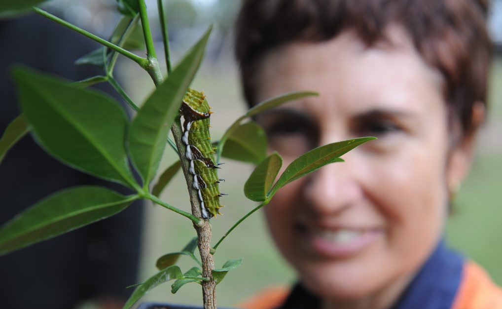 Community environment program volunteer Jenny Robin with an orchard swallowtail caterpillar during a walk in Cook's Park at Point Vernon to celebrate World Environment Day. Community environment program volunteer Jenny Robin with an orchard swallowtail caterpillar during a walk in Cook's Park at Point Vernon to celebrate World Environment Day.
