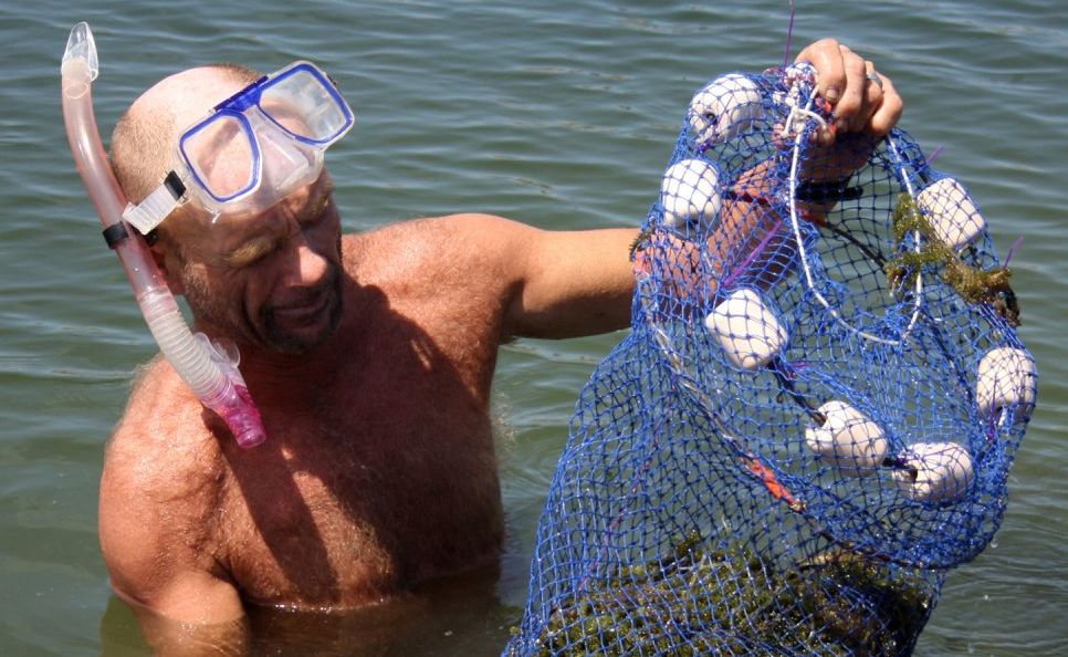 James Mitchell from Burnett Heads harvesting the seaweed from the farm's ponds. James Mitchell from Burnett Heads harvesting the seaweed from the farm's ponds.
