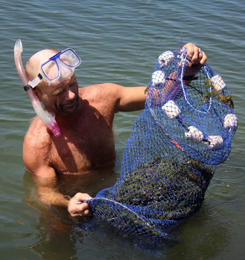 James Mitchell from Burnett Heads harvesting the seaweed from the farm's ponds. James Mitchell from Burnett Heads harvesting the seaweed from the farm's ponds.
