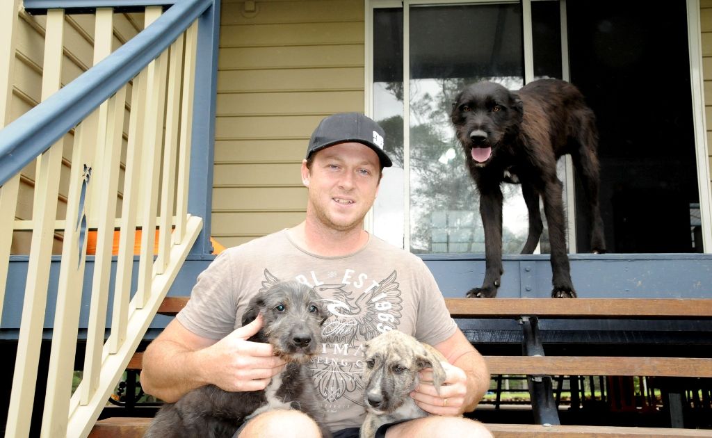 Phil Weaver now keeps a close eye on his young children and the rest of his animals after losing three of his dogs to baiting within days of each other. Phil with surviving pup ’Zud’ and friendly wolf hound ’Scruff’. Phil Weaver now keeps a close eye on his young children and the rest of his animals after losing three of his dogs to baiting within days of each other. Phil with surviving pup ’Zud’ and friendly wolf hound ’Scruff’.