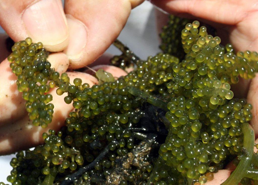 Close up of the seaweed. Photo Contributed Close up of the seaweed. Photo Contributed