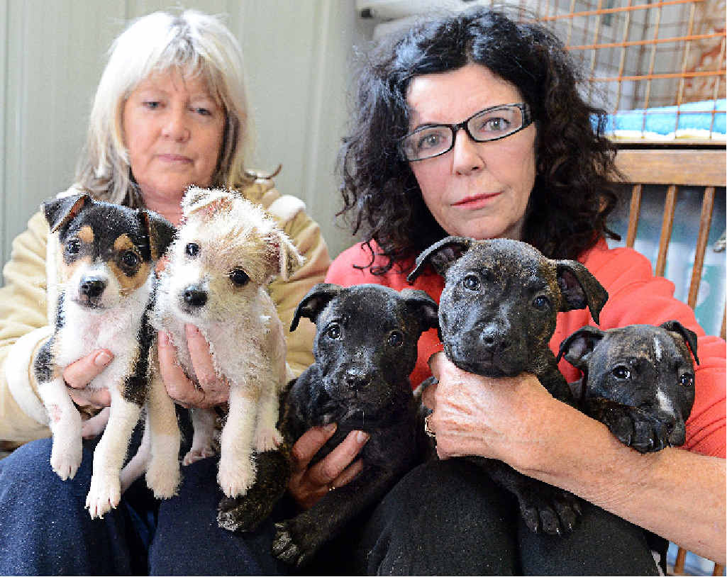 barbara green staffie rescue