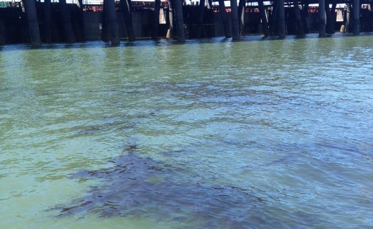 Great Barrier Reef Marine Park Authority says it is not yet known if the oil caused the animals to die. Great Barrier Reef Marine Park Authority says it is not yet known if the oil caused the animals to die.