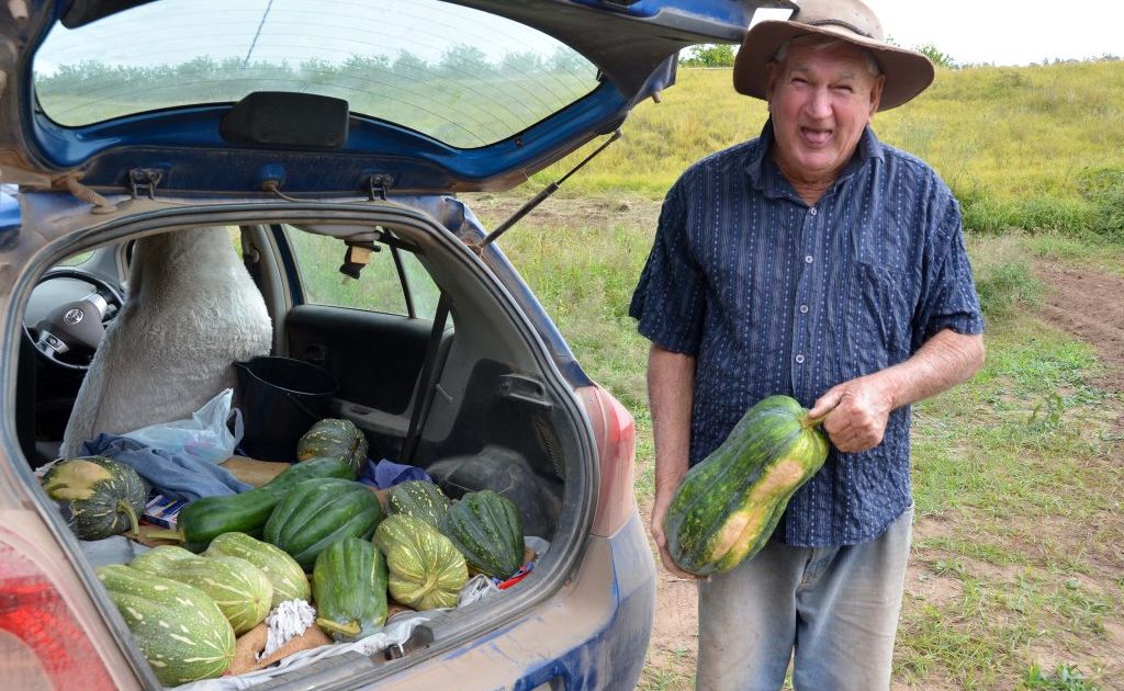 PUMPKIN PROBLEMS: Jack McConnell's pumpkin patch has been producing some strange shaped vegetables after the flood. PUMPKIN PROBLEMS: Jack McConnell's pumpkin patch has been producing some strange shaped vegetables after the flood.