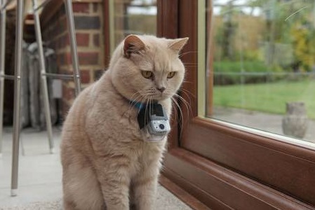 The Secret Life of the Cat: BBC's Horizon programme finds out what household cats really get up to after dark. The Secret Life of the Cat: BBC's Horizon programme finds out what household cats really get up to after dark.