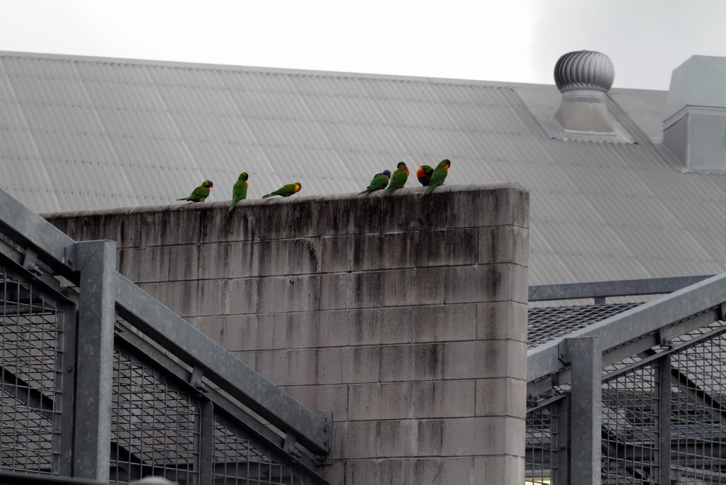Lorikeets add a spalsh of colour to the Maryborough Correctional Centre. Lorikeets add a spalsh of colour to the Maryborough Correctional Centre.