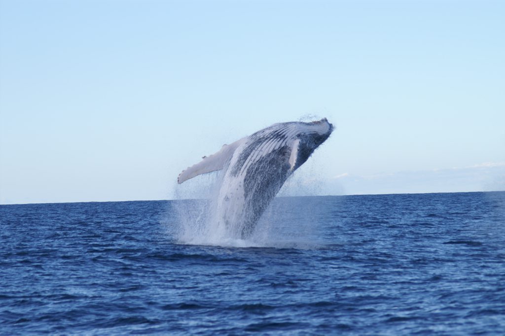 June and July are the best months to see northbound whales off the Coffs Coast. June and July are the best months to see northbound whales off the Coffs Coast.