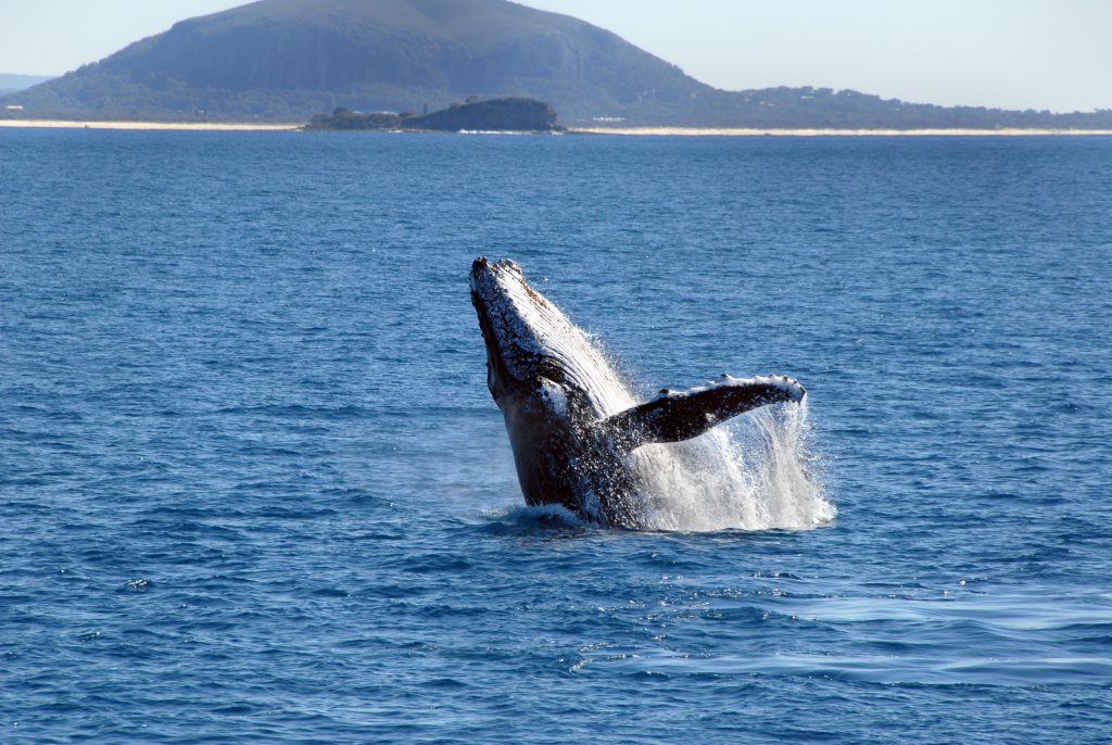 Whales playing off the Sunshine Coast. Whales playing off the Sunshine Coast.