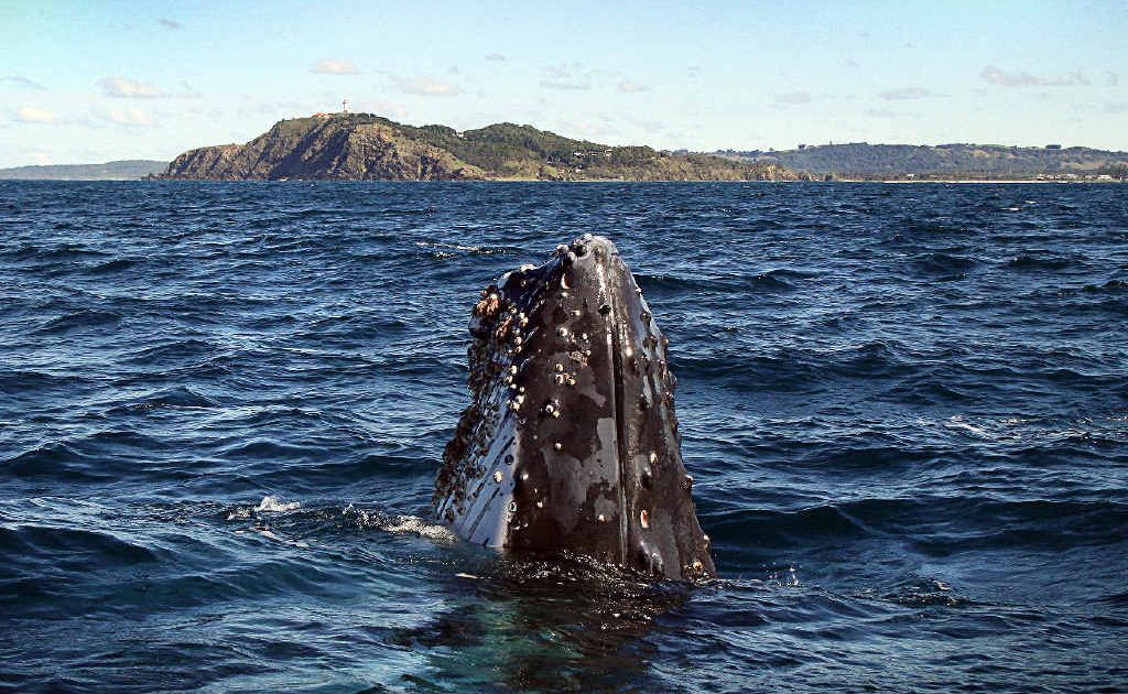 CLOSE ENCOUNTER: A humpback comes up for a closer look off Byron Bay last week. CLOSE ENCOUNTER: A humpback comes up for a closer look off Byron Bay last week.