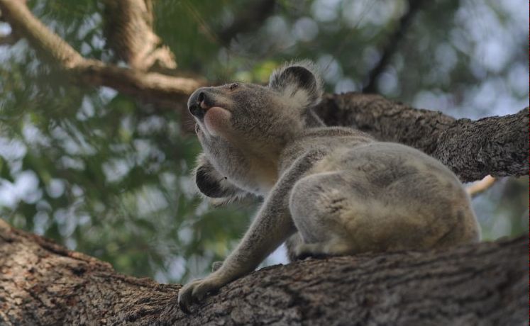 The council has voted to prepare a plan to help protect koalas. The council has voted to prepare a plan to help protect koalas.