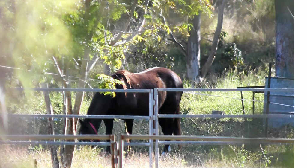 Experts say vaccinating horses is crucial if we are to defeat the deadly hendra virus. Experts say vaccinating horses is crucial if we are to defeat the deadly hendra virus.