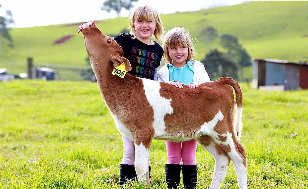 Charlotte, 6, and Nicola Wilson, 4, from Central Queensland's Middlemount get in before the start of the school holidays to meet Maleny Dairies' newest attraction, Sukey. Charlotte, 6, and Nicola Wilson, 4, from Central Queensland's Middlemount get in before the start of the school holidays to meet Maleny Dairies' newest attraction, Sukey.