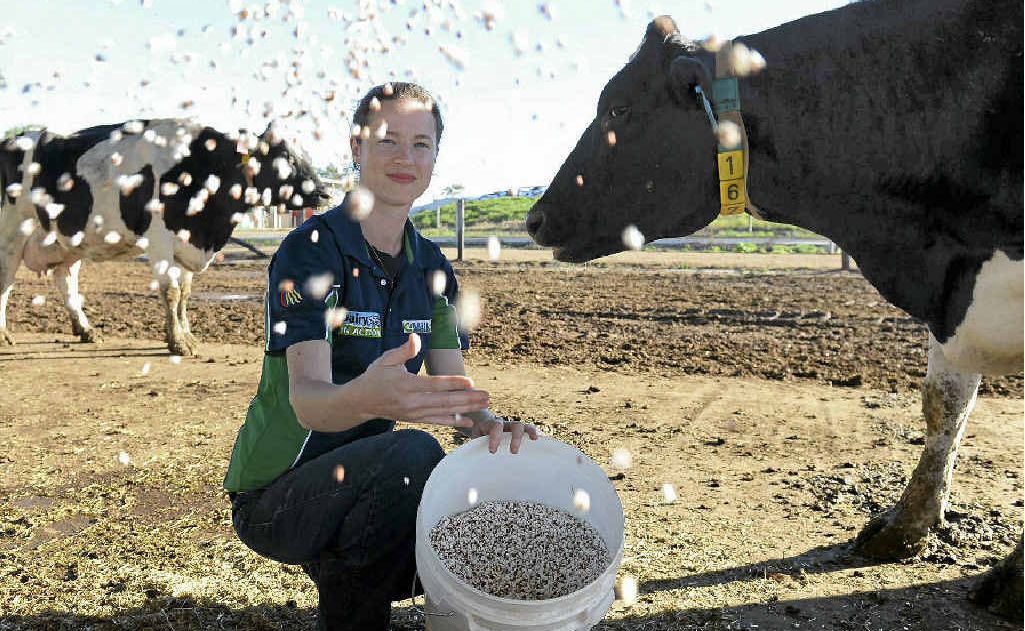 STUDY: Amy Anstis with the popped sorghum grain at UQ Gatton. The university is researching feeding cattle popped sorghum. STUDY: Amy Anstis with the popped sorghum grain at UQ Gatton. The university is researching feeding cattle popped sorghum.