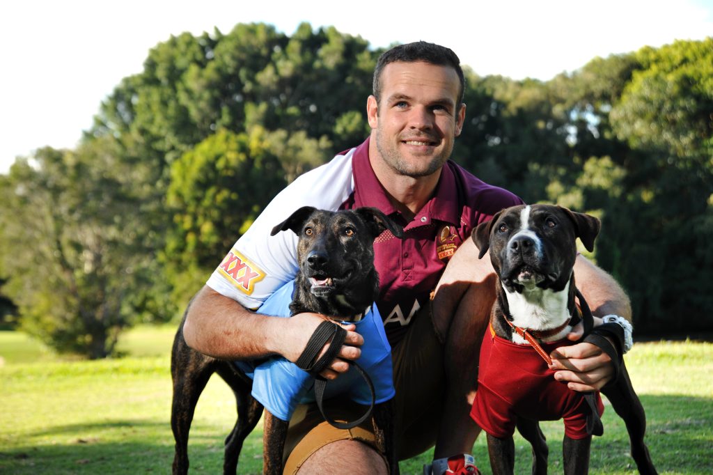 Image for sale: Queensland State of Origin player Nate Myles with RSPCA rescue dogs, Ollie (Maroon) and Lulu (Blue).