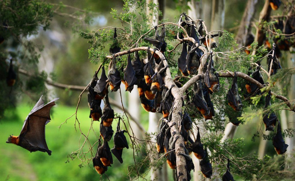 HENDRA ALERT: A colony of flying foxes on the outskirts of Lowood. HENDRA ALERT: A colony of flying foxes on the outskirts of Lowood.