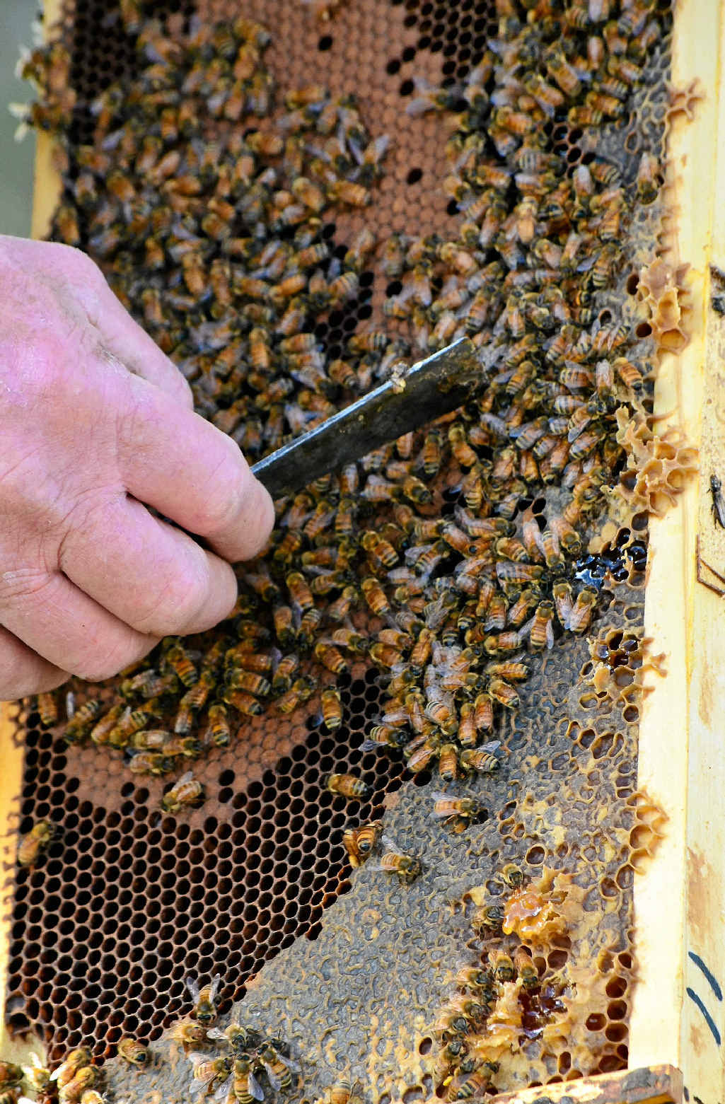Honey bees have been trained to sniff out explosives and can also find other chemicals, including drugs and decomposing bodies. Honey bees have been trained to sniff out explosives and can also find other chemicals, including drugs and decomposing bodies.
