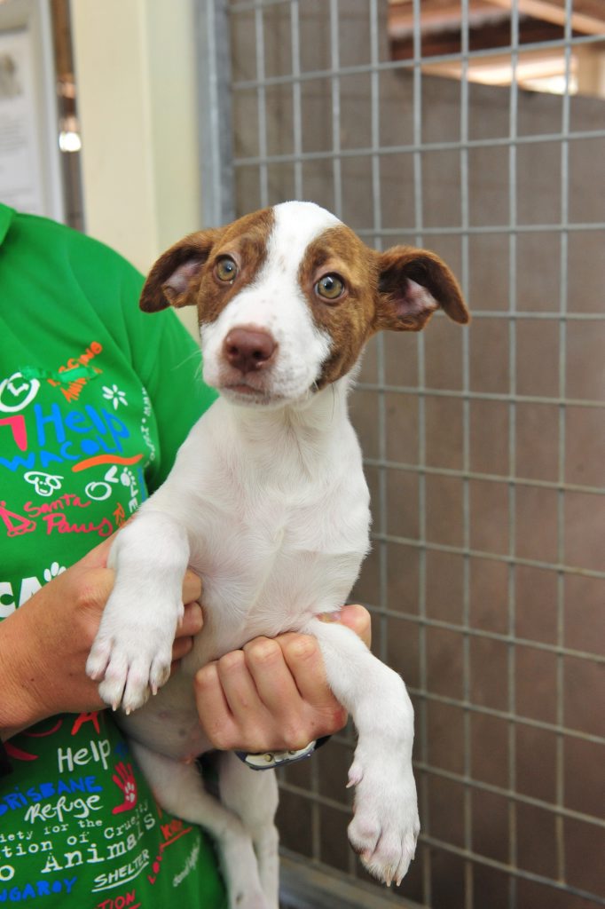 good pets for 9 year olds