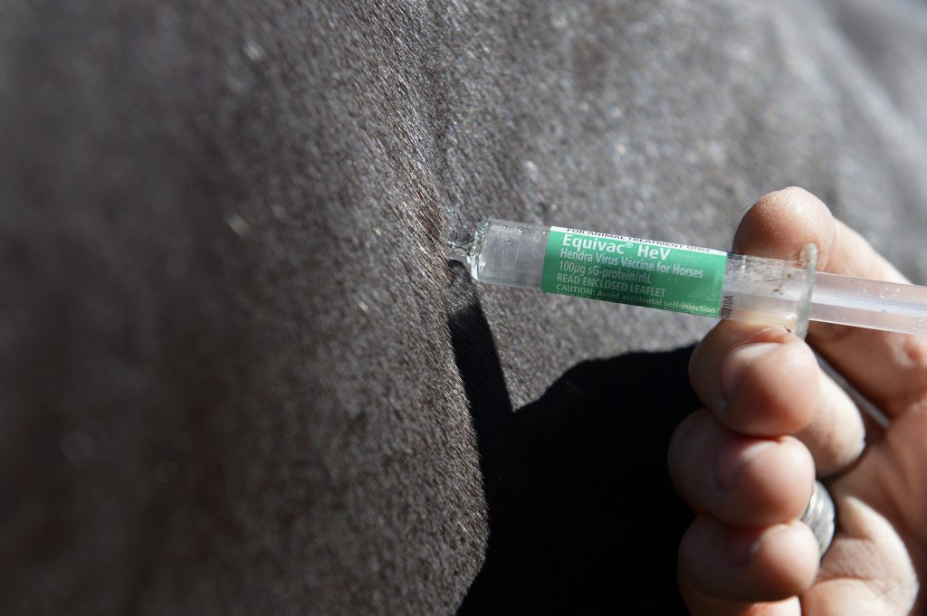 Administering the Hendra vaccine. Photo: Claudia Baxter / The Queensland Times Administering the Hendra vaccine. Photo: Claudia Baxter / The Queensland Times