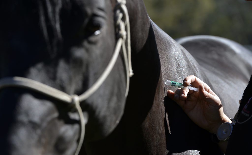 Hendra virus vaccine has been approved for horses. Hendra virus vaccine has been approved for horses.