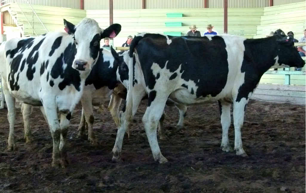 ON SALE: Friesian heifers sold to $1900. ON SALE: Friesian heifers sold to $1900.