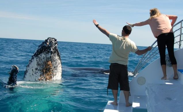 This photo by whale watch operator Peter Lynch was posted to Tourism Australia's Facebook page which has more than 4.5 million likes. This photo by whale watch operator Peter Lynch was posted to Tourism Australia's Facebook page which has more than 4.5 million likes.