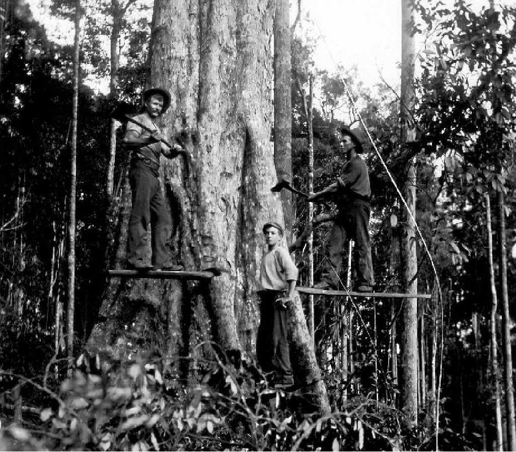 Felling a giant red cedar. Felling a giant red cedar.