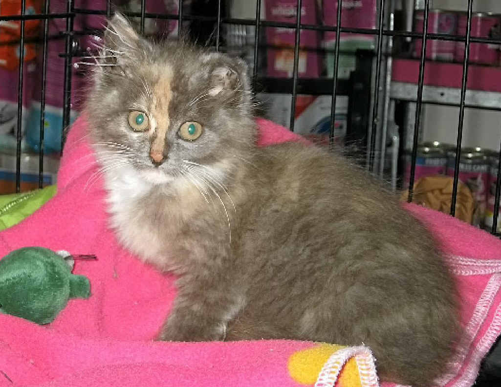 Eight-week-old Nikki Noo. Eight-week-old Nikki Noo.