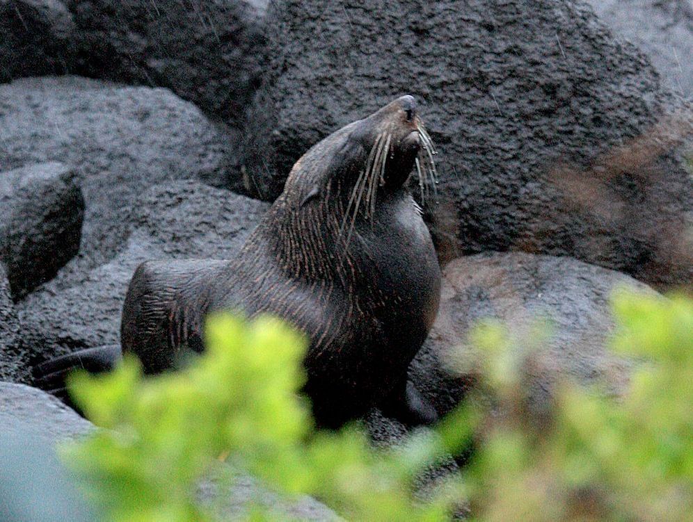 Big adventure sees seal resting and recovering at Sea World