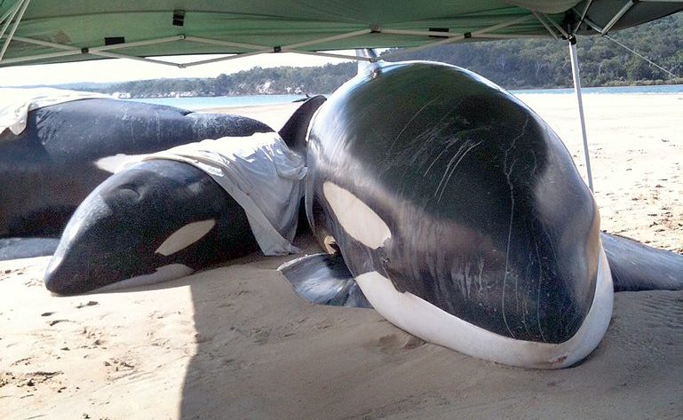 Stranded whales on on Bookar Island, on the western side of Fraser Island. Stranded whales on on Bookar Island, on the western side of Fraser Island.