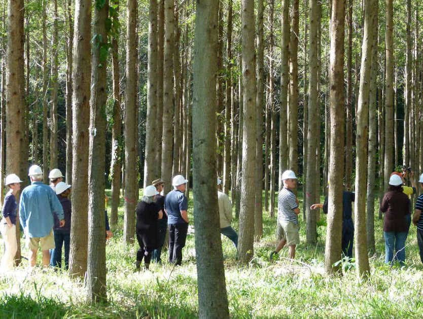 GREEN FOREST: This well-grown stand of Gympie messmate is in need of the next stage thinning. GREEN FOREST: This well-grown stand of Gympie messmate is in need of the next stage thinning.