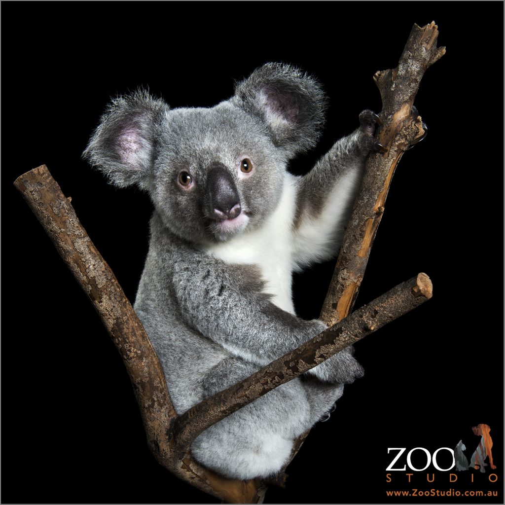 Raymond the koala was rescued from certain death when he was just three months old. Photos on canvass of the koala are on sale from today to raise money for carer group, FAUNA. Photo Contributed by Zoo Studios Raymond the koala was rescued from certain death when he was just three months old. Photos on canvass of the koala are on sale from today to raise money for carer group, FAUNA. Photo Contributed by Zoo Studios