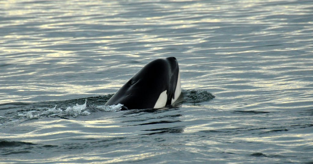 A file photo of a killer whale near Fraser Island in July 2013. A file photo of a killer whale near Fraser Island in July 2013.