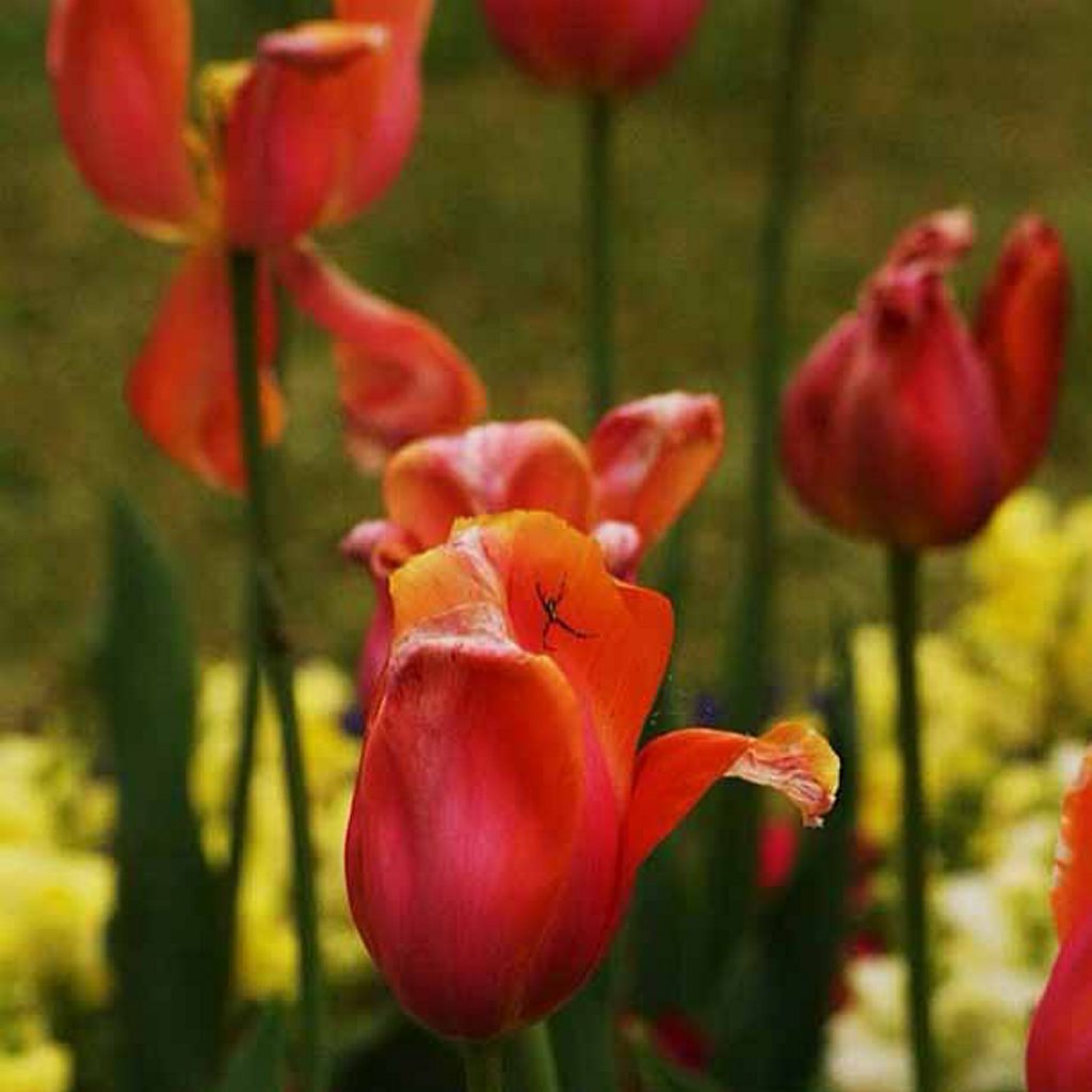 Laurel Bank Park by Trevor May. Contributed The Chronicle Photo Competition