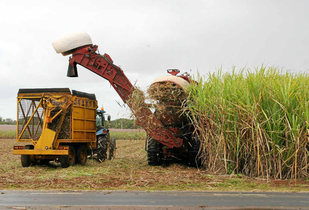 Sugarcane harvesting. Sugarcane harvesting.