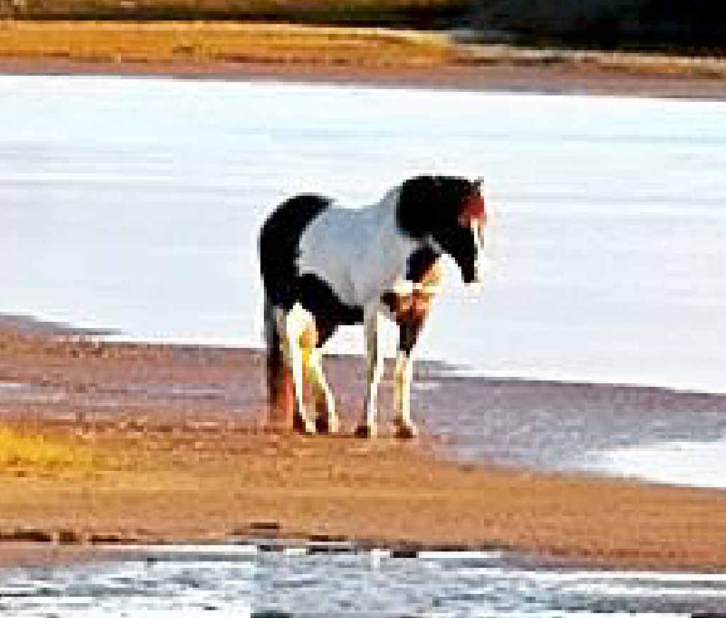 Last of wild kind will continue on Daily Examiner