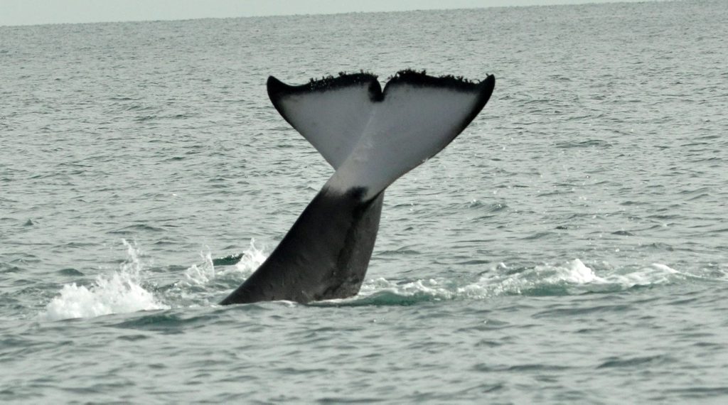 A killer whale shows its tail near Fraser Island. A killer whale shows its tail near Fraser Island.