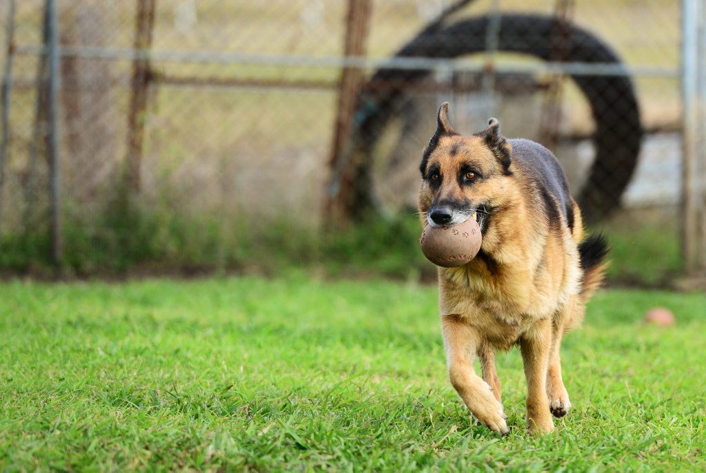 Australian Vets Association recommend avoiding using sticks as toys for dogs. Australian Vets Association recommend avoiding using sticks as toys for dogs.
