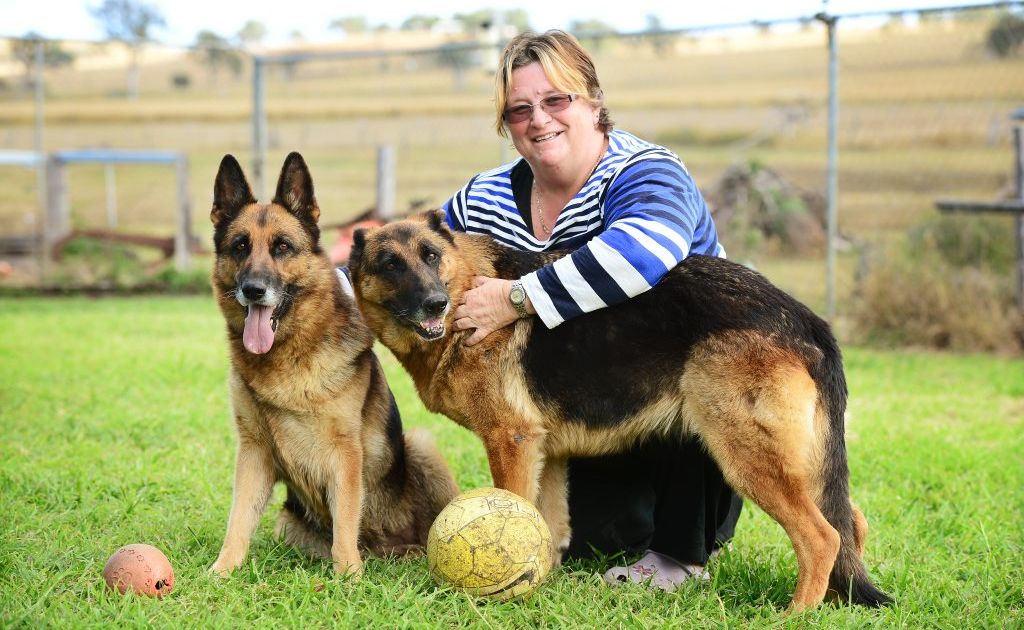 Peak Crossing dog breeder Robyn Outen-Scott never lets her german shepherds Dizzy (left) and Vada play with sticks, which can put dogs at risk of serious injury. Peak Crossing dog breeder Robyn Outen-Scott never lets her german shepherds Dizzy (left) and Vada play with sticks, which can put dogs at risk of serious injury.