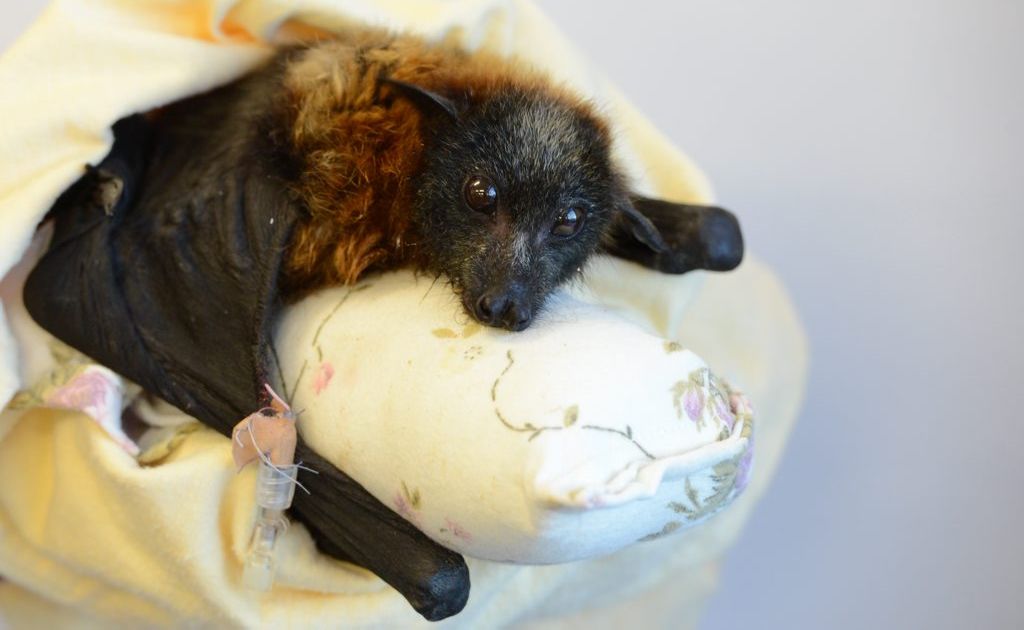 SAFE: A flying fox is in the care of the RSPCA after it was run over and blasted with a hose in an act of cruelty. SAFE: A flying fox is in the care of the RSPCA after it was run over and blasted with a hose in an act of cruelty.