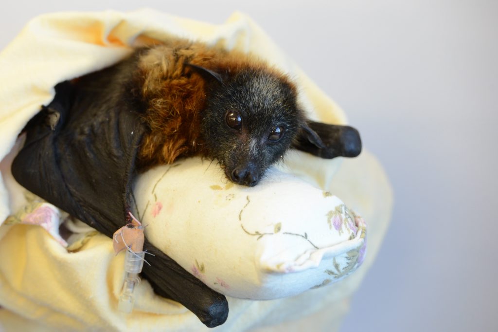 SAFE: A flying fox is in the care of the RSPCA after it was run over and blasted with a hose in an act of cruelty. SAFE: A flying fox is in the care of the RSPCA after it was run over and blasted with a hose in an act of cruelty.