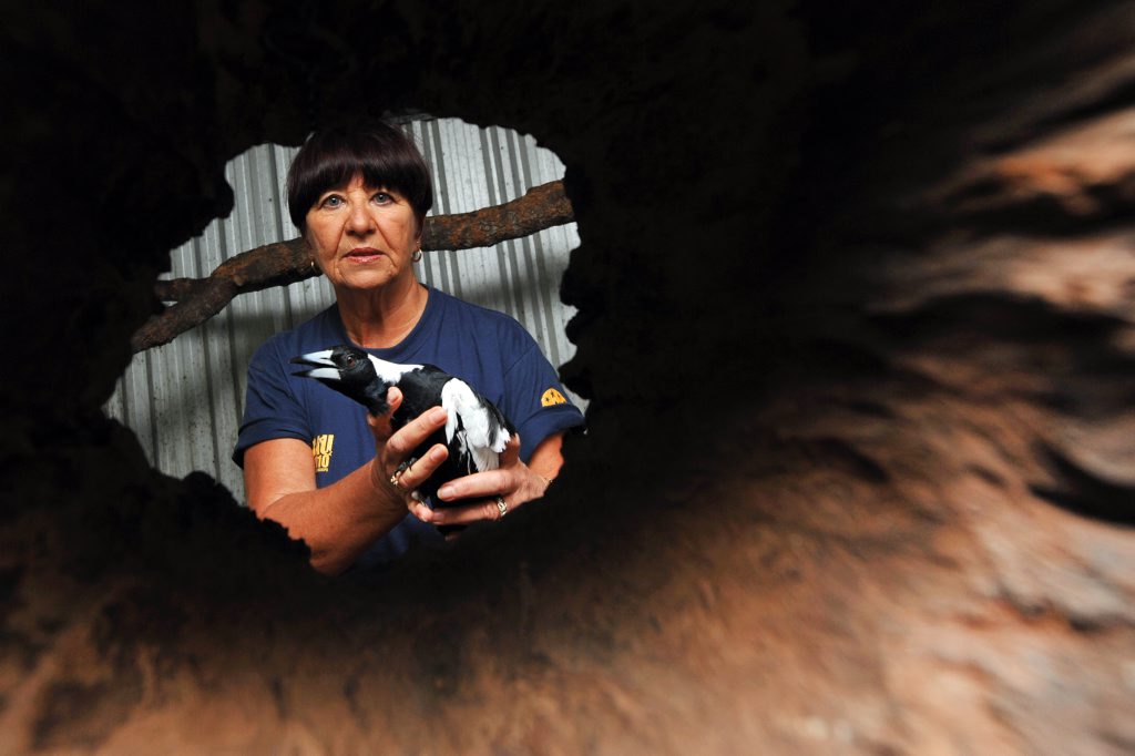 Diane Meldrum from Moffat Beach with Crick the magpie, recovering at her homeafter being shot under the wing by an air rifle. Photo: Iain Curry / Sunshine Coast Daily Diane Meldrum from Moffat Beach with Crick the magpie, recovering at her homeafter being shot under the wing by an air rifle. Photo: Iain Curry / Sunshine Coast Daily