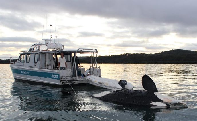 A dead killer whale being towed by a Marine Parks vessel near Fraser Island. A dead killer whale being towed by a Marine Parks vessel near Fraser Island.