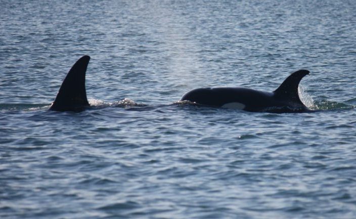 Killer whales near Fraser Island on Sunday. Killer whales near Fraser Island on Sunday.