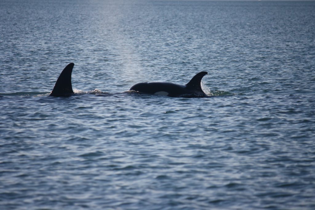 Killer whales near Fraser Island on Sunday. Killer whales near Fraser Island on Sunday.