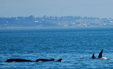This photo of the killer whale pod was taken from the Quick Cat II on Sunday just north of Kingfisher Bay Resort on Fraser Island. This photo of the killer whale pod was taken from the Quick Cat II on Sunday just north of Kingfisher Bay Resort on Fraser Island.