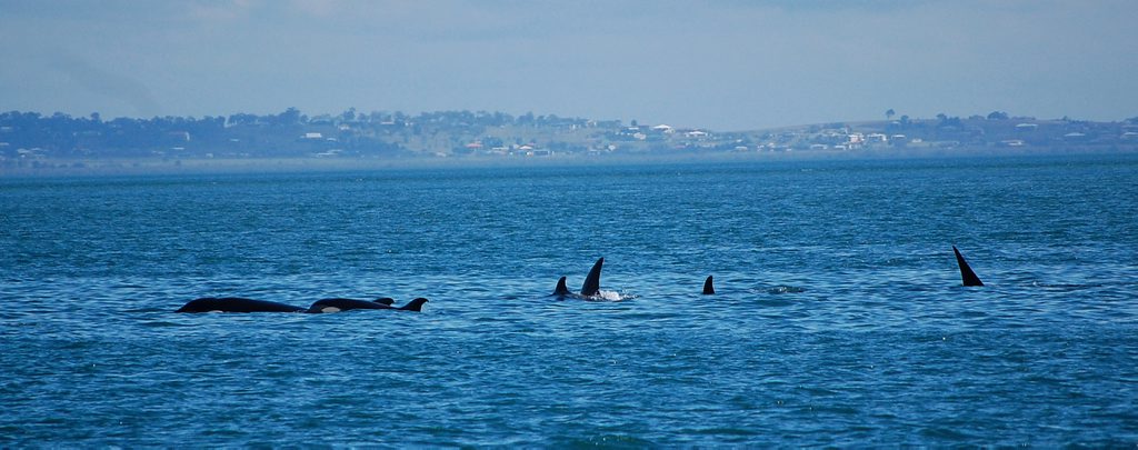 This photo of the killer whale pod was taken from the Quick Cat II on Sunday just north of Kingfisher Bay Resort on Fraser Island. This photo of the killer whale pod was taken from the Quick Cat II on Sunday just north of Kingfisher Bay Resort on Fraser Island.