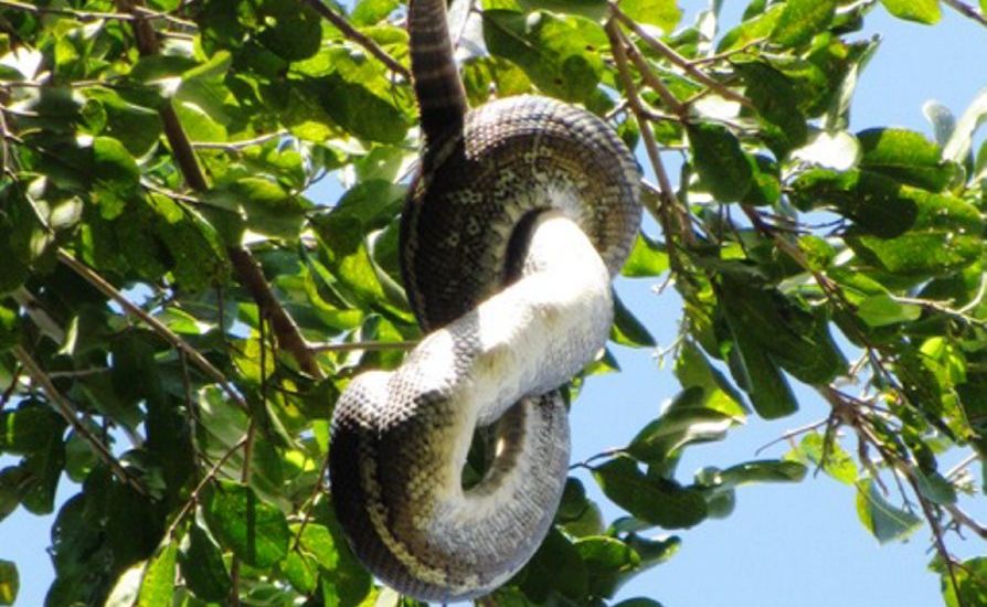 This carpet snake is in a bit of a bind. This carpet snake is in a bit of a bind.
